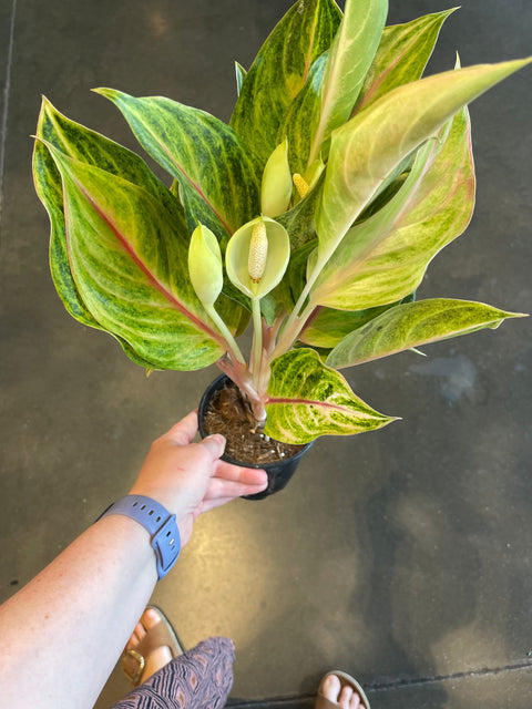Aglaonema Golden Papaya Fluorite