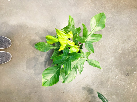 Philodendron Squamiferum
