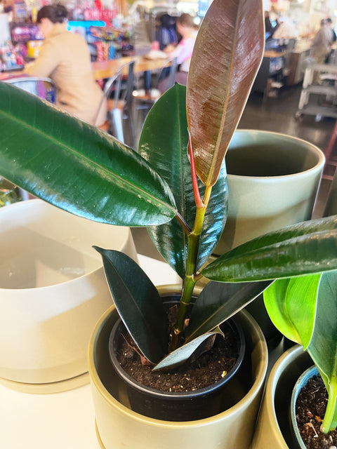 Ficus Elastica Burgundy