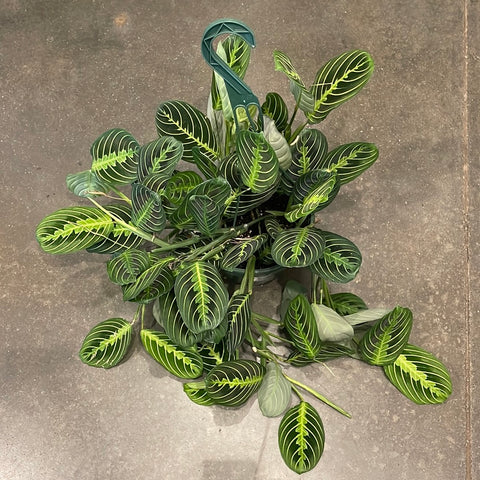 Maranta Lemon Lime