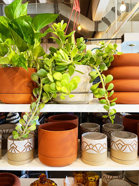 Trailing Crassula Jade Hanging Baskets