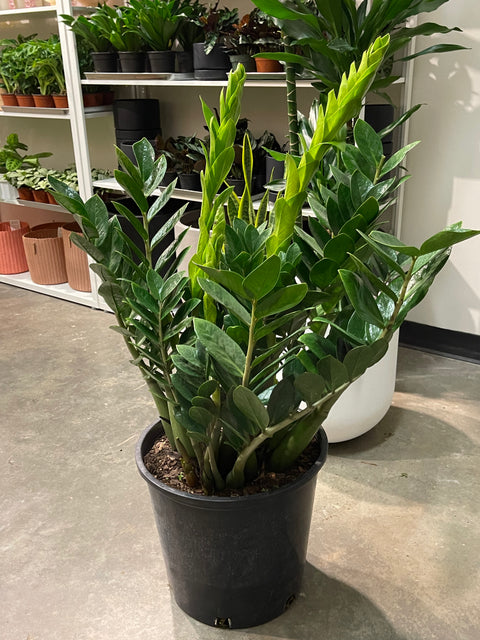 ZZ Plant