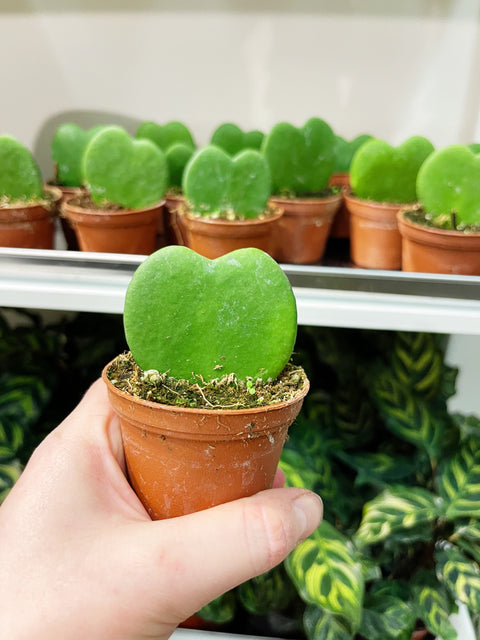Hoya Kerrii