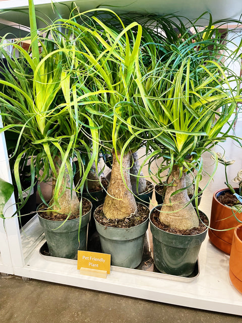 Ponytail Palm