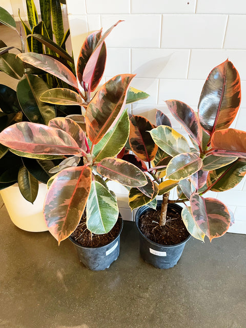 Ficus Elastica Ruby