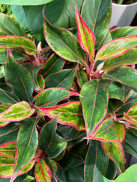 Aglaonema Sapphire Suzanne