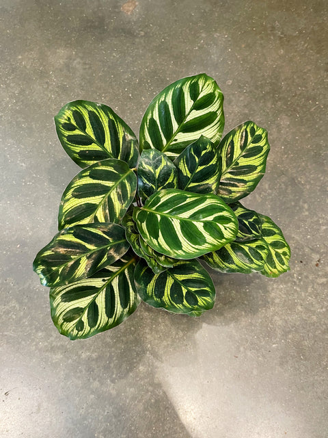 Calathea Makoyana