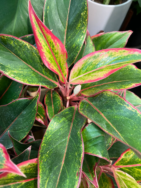 Aglaonema Sapphire Suzanne