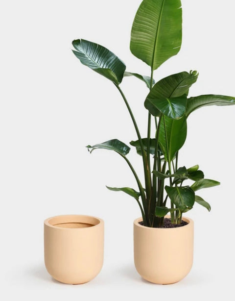 Wythe Planters