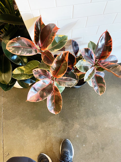 Ficus Elastica Ruby
