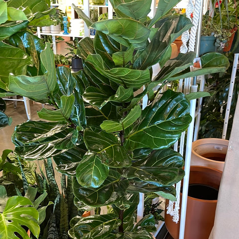 Ficus Lyrata