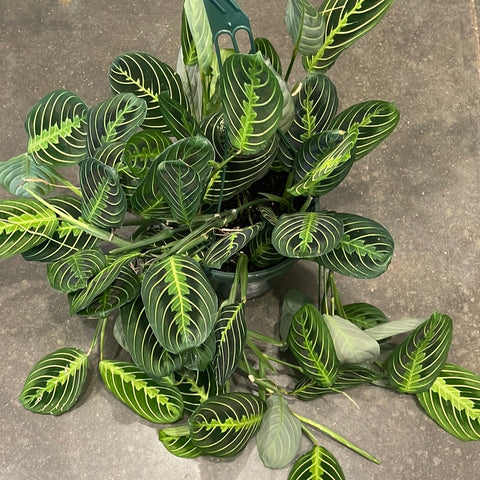 Maranta Lemon Lime
