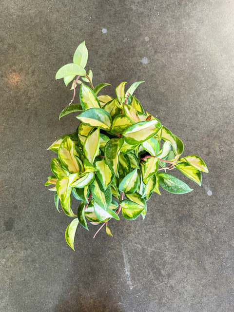 Hoya Exotica Tri Color