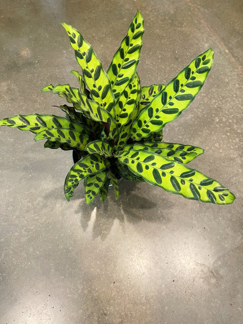 Calathea Lancifolia