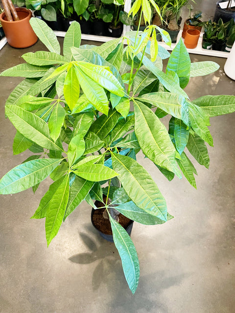 Pachira Money Tree
