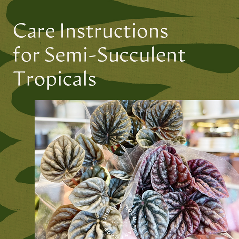 Houseplant Care Instructions for Semi-Succulent Tropicals