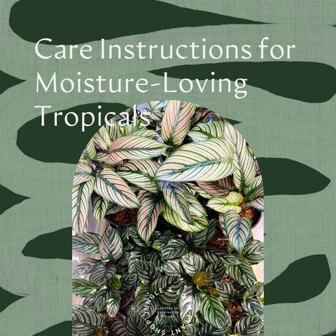 Houseplant Care Instructions for Moisture-Loving Tropicals