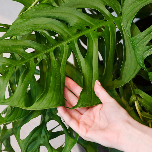 elephant ear plant near me Alocasia