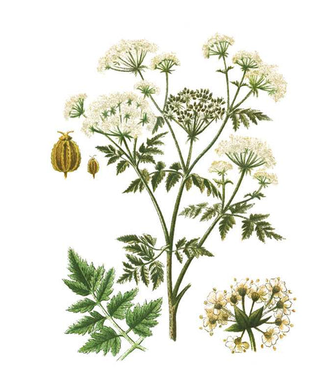 Instant Wall Art: Beautiful Botanical Prints