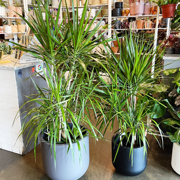 where to buy dracaena marginata Dracaena Marginata Cane – Jungle & Loom