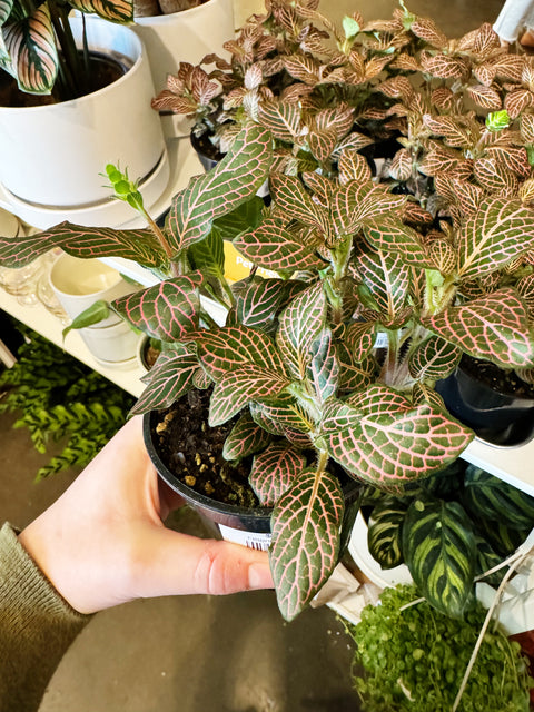 Fittonia