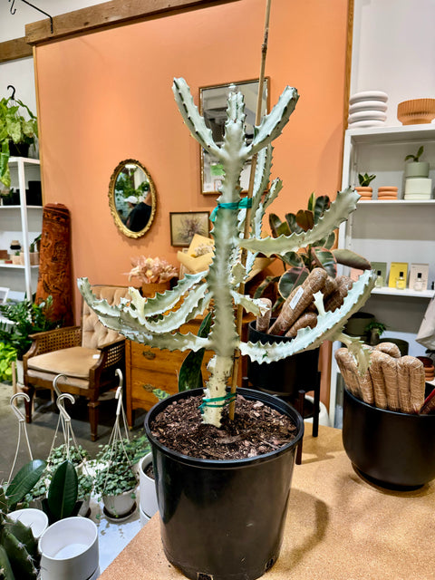 10” Euphorbia Lactea Ghost Cactus