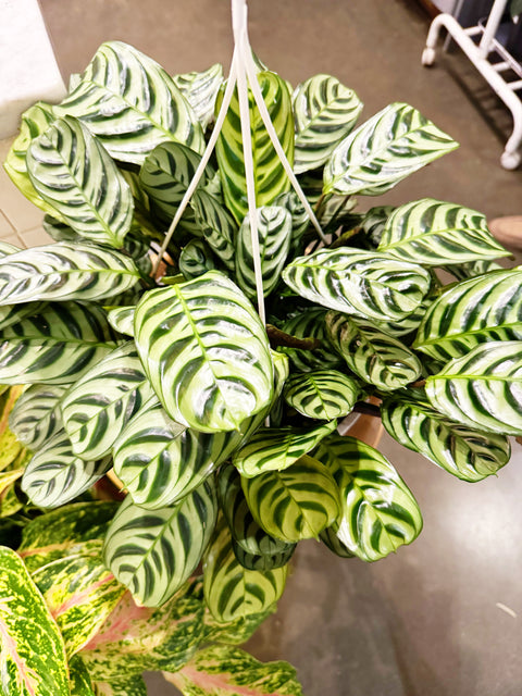 Calathea Ctenanthe Amabilis Burle Marx