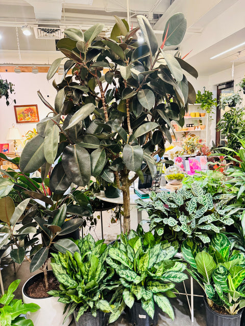 Ficus Elastica Burgundy
