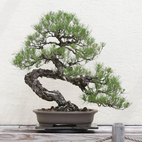 growing bonsai trees from seeds Bonsai Tree