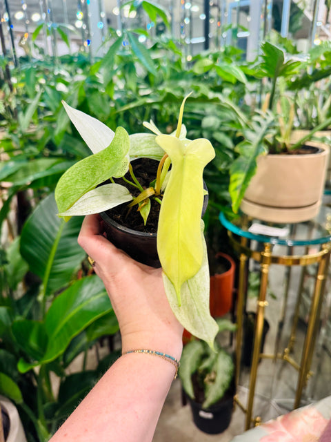 Philodendron Florida Ghost