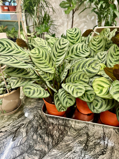 Calathea Ctenanthe Amabilis Burle Marx