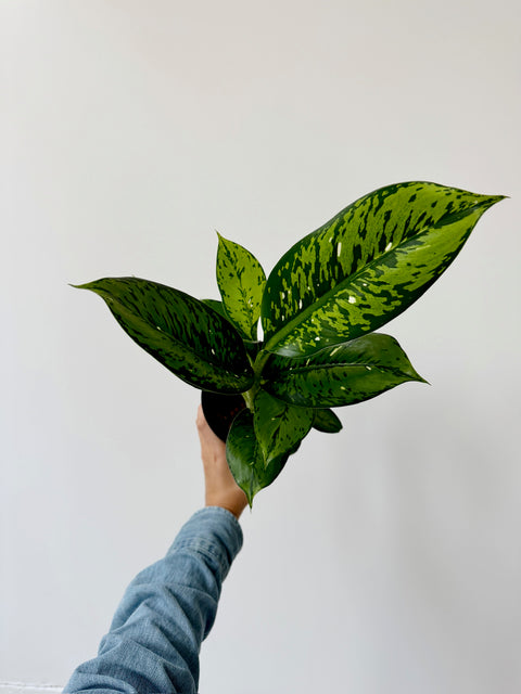 Dieffenbachia Panther