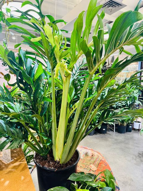 Monstera Pinnatipartita