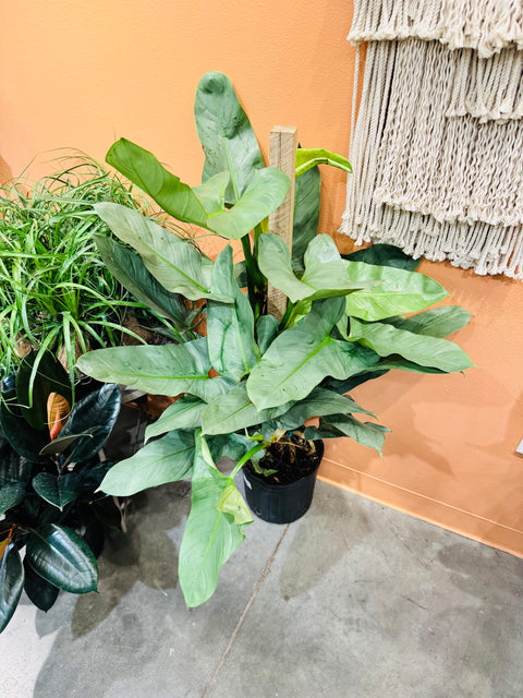 Philodendron Silver Sword Totem