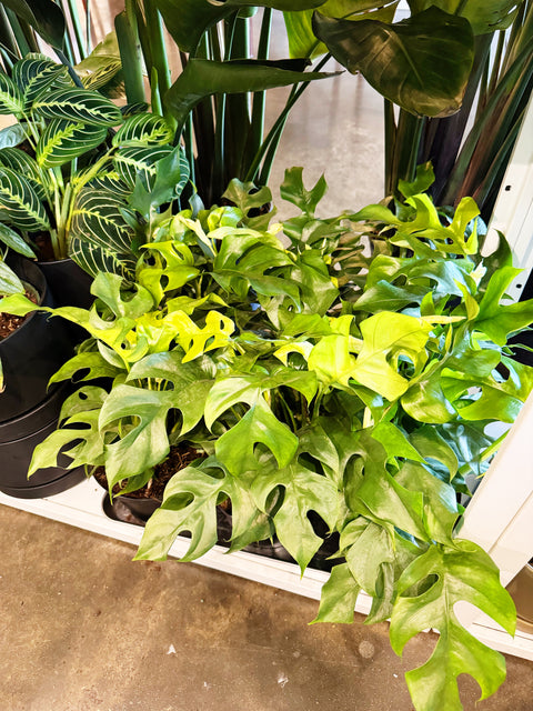 rhaphidophora mini monstera Rhaphidophora Tetrasperma "Mini Monstera" – Jungle & Loom