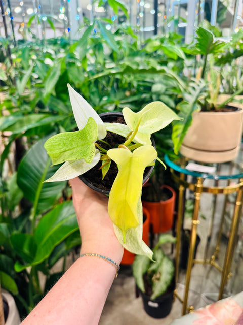 Philodendron Florida Ghost