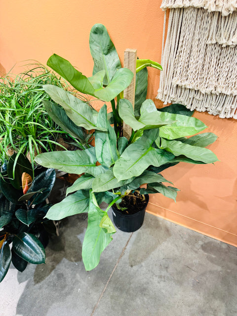 Philodendron Silver Sword Totem