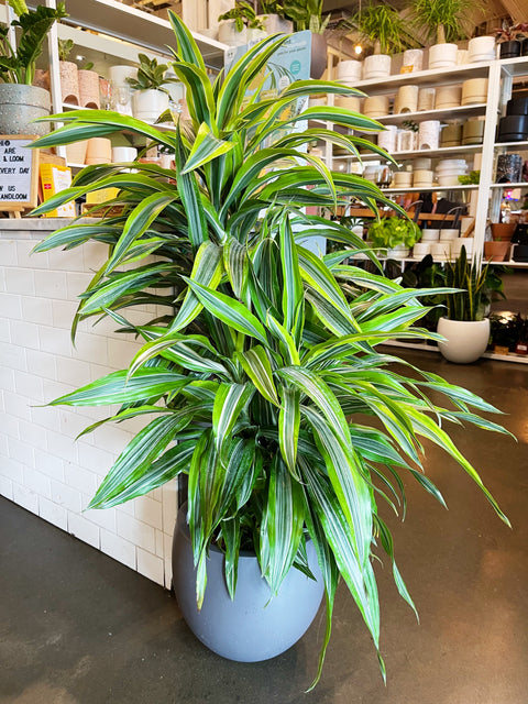 dracaena gold Dracaena Gold Star Cane