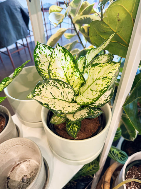 Aglaonema Spring Snow