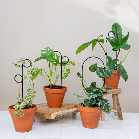 Mini Plant Stakes