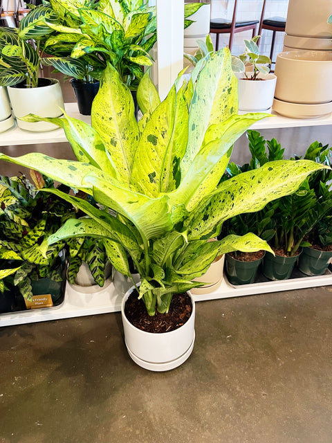 dieffenbachia camo Dieffenbachia Camouflage