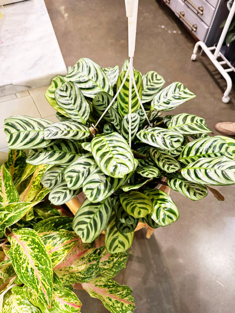 Calathea Ctenanthe Amabilis Burle Marx