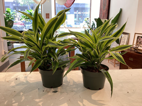 Dracaena Warneckii Cane