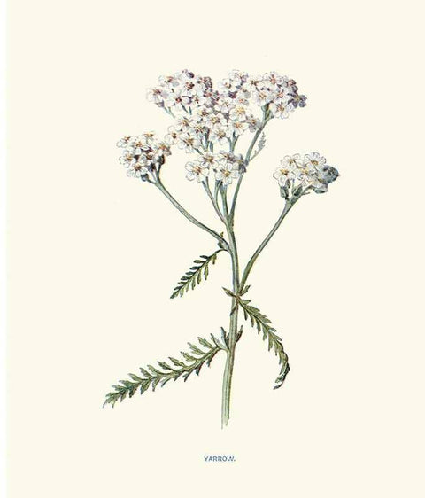 Instant Wall Art: Beautiful Botanical Prints
