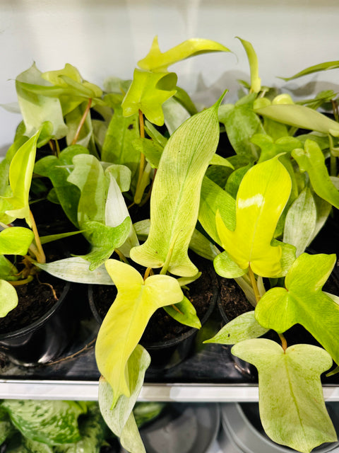 Philodendron Florida Ghost