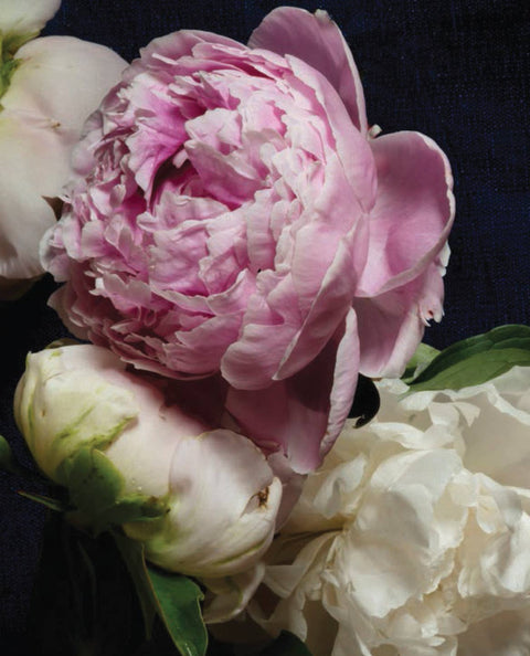 Pretty Peonies