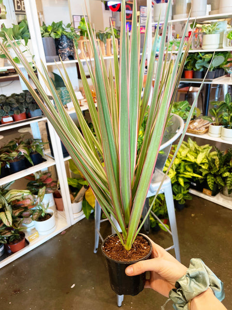 Dracaena Marginata Bicolor