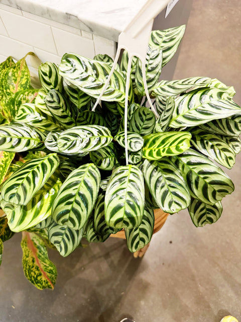 Calathea Ctenanthe Amabilis Burle Marx