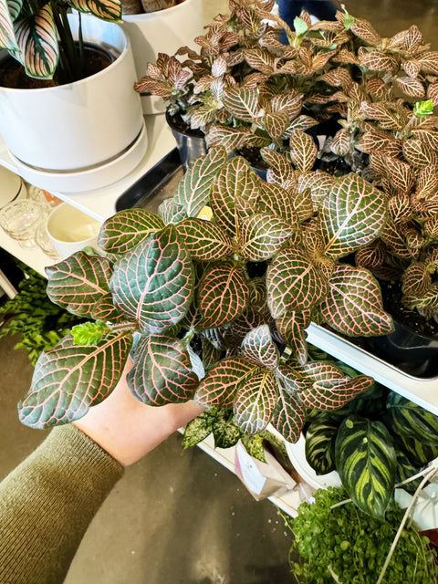 Fittonia