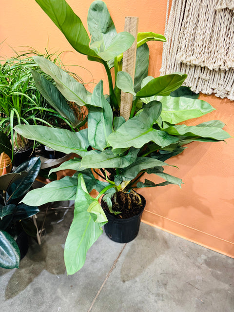 Philodendron Silver Sword Totem